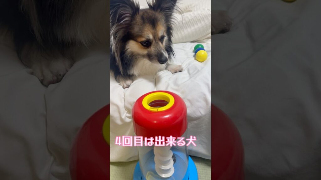 4回目は出来る犬 #dog #犬 #癒し #かわいい