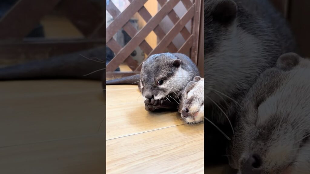 らいくんの1人遊び😆✨ #カワウソ #otter #癒し