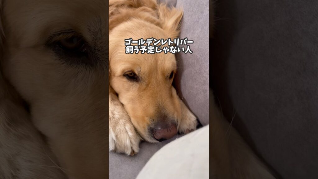 ゴールデンレトリバー飼う予定じゃない人は見ないで #ゴールデンレトリバー #大型犬のいる生活 #癒し #goldenretreiver #大型犬と子供