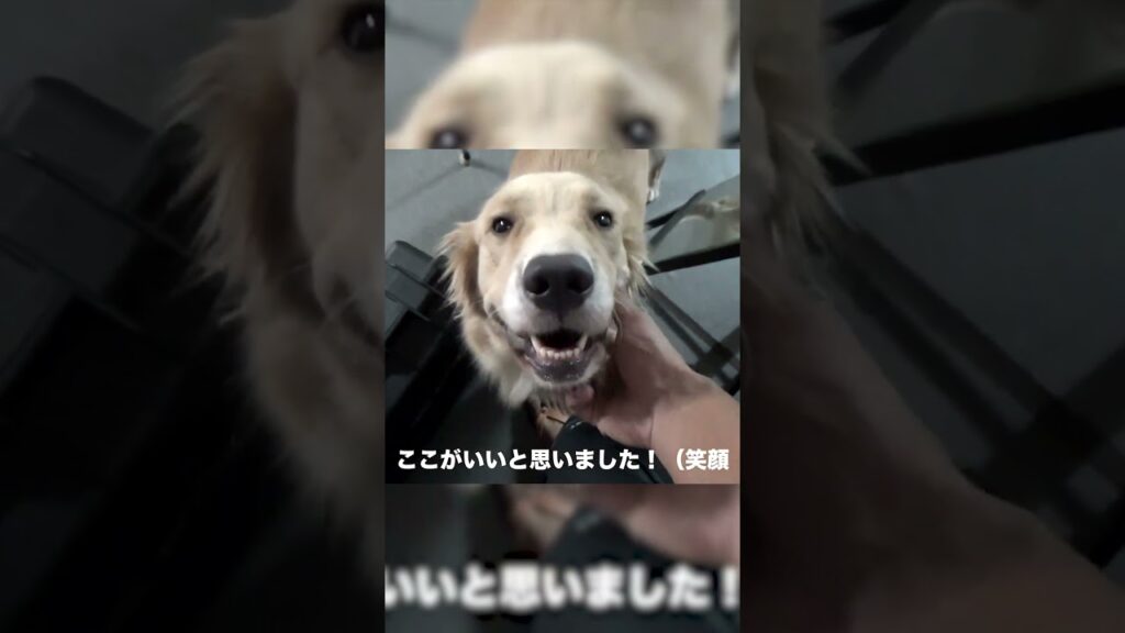 【⁉】部屋中に仔犬がとっ散らかっていました