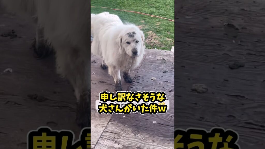 仕事で疲れたお前らに贈る笑いと癒しのデカワンコ5選ww　#大型犬 #笑える #癒し #大型犬のいる生活 #大型犬のいる暮らし #元気になる動画