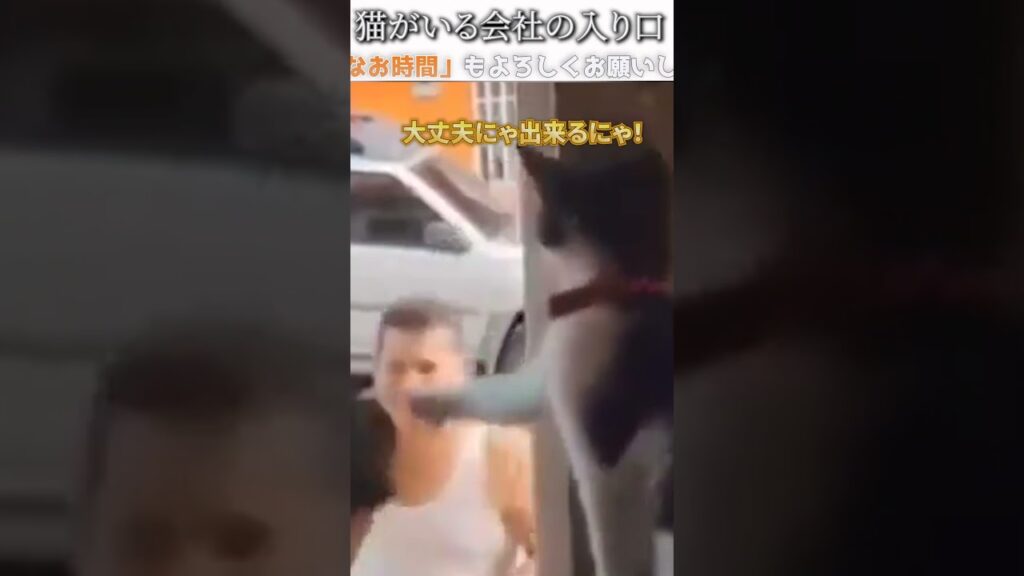 猫のおもしろ動画にツッコミどころ満載なアフレコしてみた＃302【お仕事】【ハプニング映像】#shorts　#アフレコ #面白動画