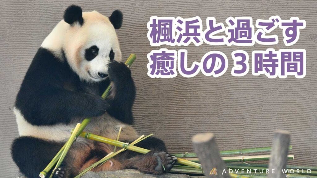 【作業用BGM・癒し動画】楓浜と過ごす癒しの3時間｜アドベンチャーワールド