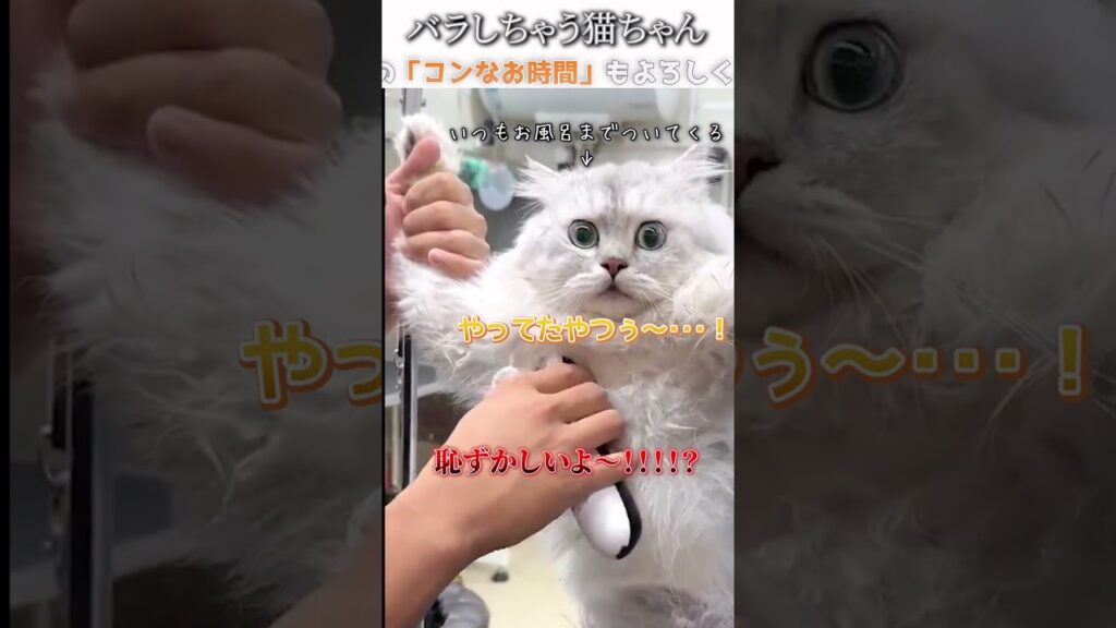 猫のおもしろ動画にツッコミどころ満載なアフレコしてみた＃303【トリミング】【ハプニング映像】#shorts　#アフレコ #面白動画