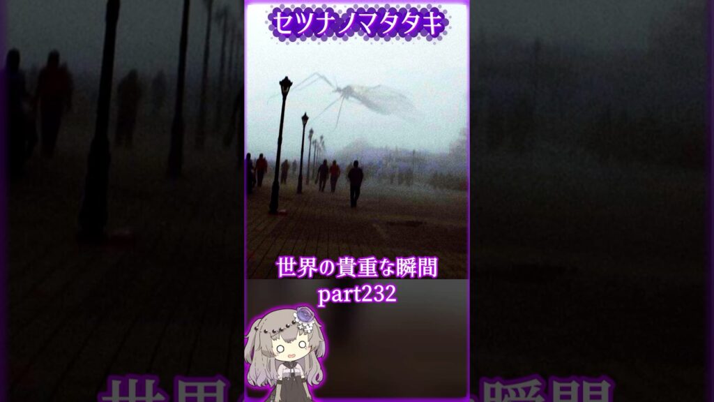あなたがきっと驚く世界の貴重な瞬間part232 #写真  #voicevox #didyouknow #面白い #shorts #雑学 #癒し #1分雑学 #冥鳴ひまり
