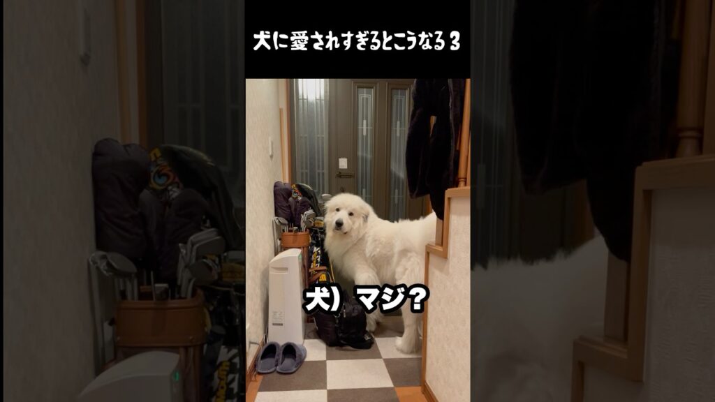 祖父至上主義すぎる愛犬3 #グレートピレニーズ #犬のいる生活 #犬のいる暮らし #大型犬のいる生活 #greatpyrenees #ペット #癒し #愛犬 #ゴールデンレトリバー #ドッキリ