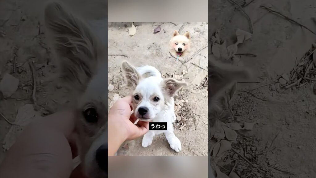 やっと僕にもご主人ができたんだ🐶💛 #犬 #犬の思いは顔に表れる #癒し #犬の物語 #子犬に癒される1万の瞬間 #今日の注目記事
