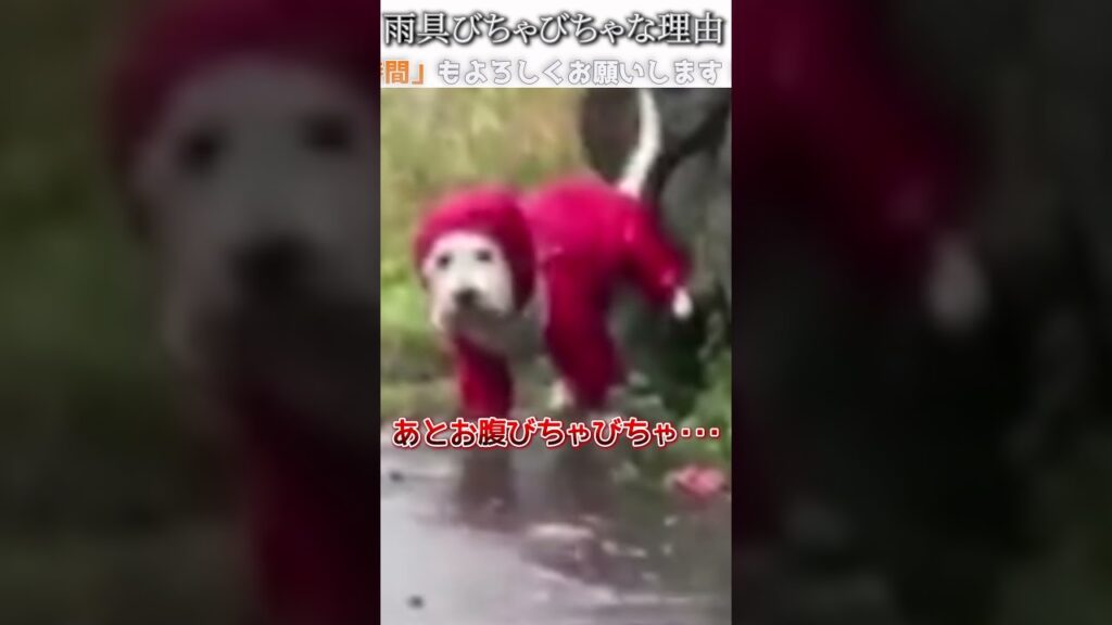 犬のおもしろ動画にツッコミどころ満載なアフレコしてみた＃292【雨具】【ハプニング映像】#shorts　#アフレコ #面白動画