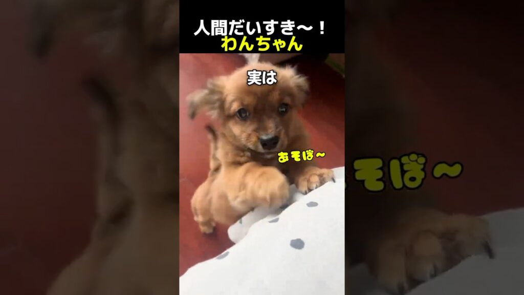 人間だいすき~♡ わんちゃん  #犬のいる生活 #元気になる動画