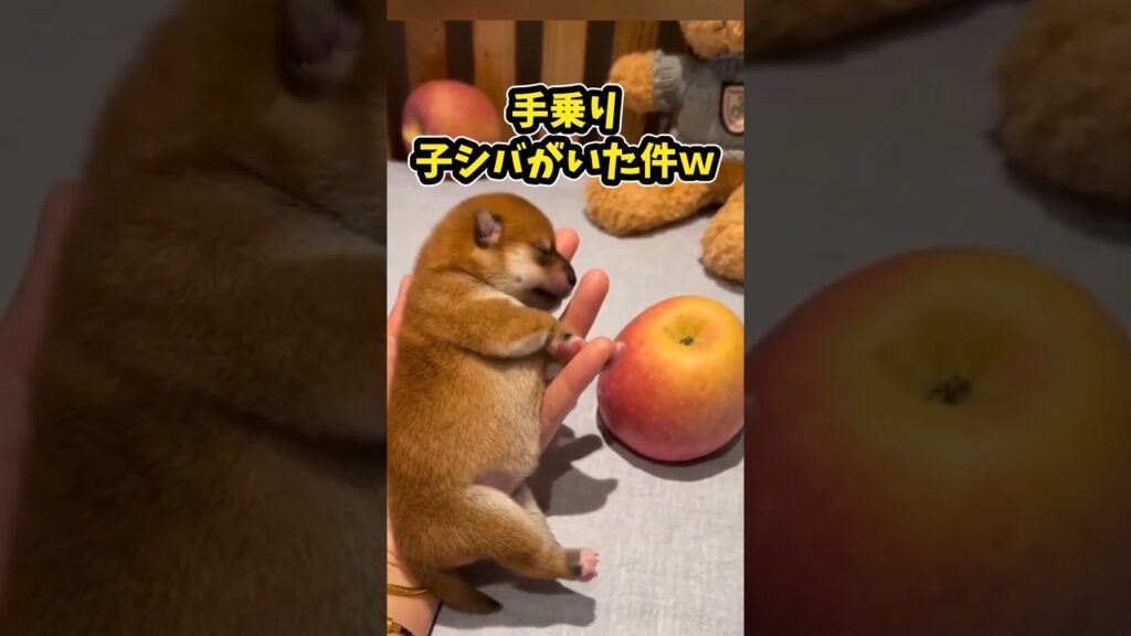 仕事で疲れたお前ら似贈る笑いと癒しの柴犬パピー5選ww　#柴犬 #子犬 #笑える #癒し #柴犬のいる暮らし #子犬のいる生活