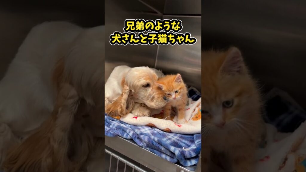 仕事で疲れたお前らに贈る笑いと癒しの犬とネコ5選　#犬と猫 #笑える #癒し #ペットのいる生活 #ペットのいる暮らし