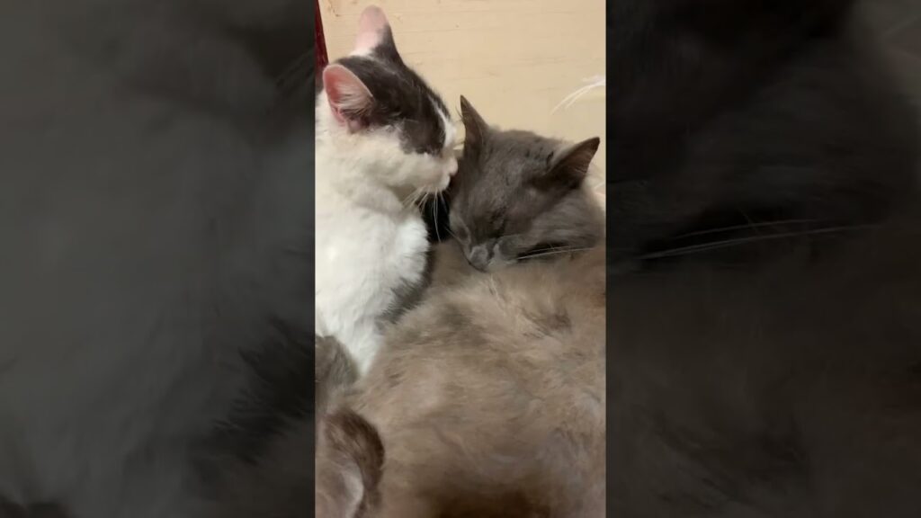 ママにペロペロされる息子🐱#ねこ動画 #癒し #白黒ネコ