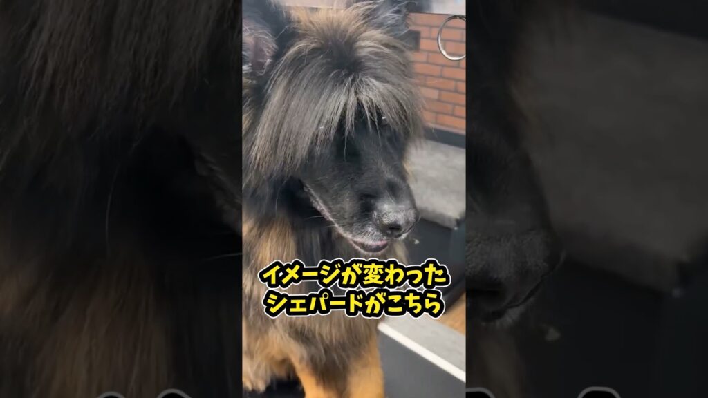 仕事で疲れたお前らに贈る笑いと癒しのシェパード5選ww　#シェパード #笑える #癒し #シェパード家庭犬 #大型犬のいる生活 #大型犬のいる暮らし