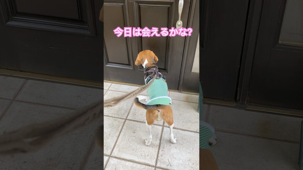 雨上がりにフク子はおじさんに会えるかな？　#犬 #癒し #beagle #ビーグル #犬のいる生活 #わんこ #ワンコ #愛犬 #いぬのいる生活 #犬のいる暮らし #癒し #しっぽフリフリ #かわいい
