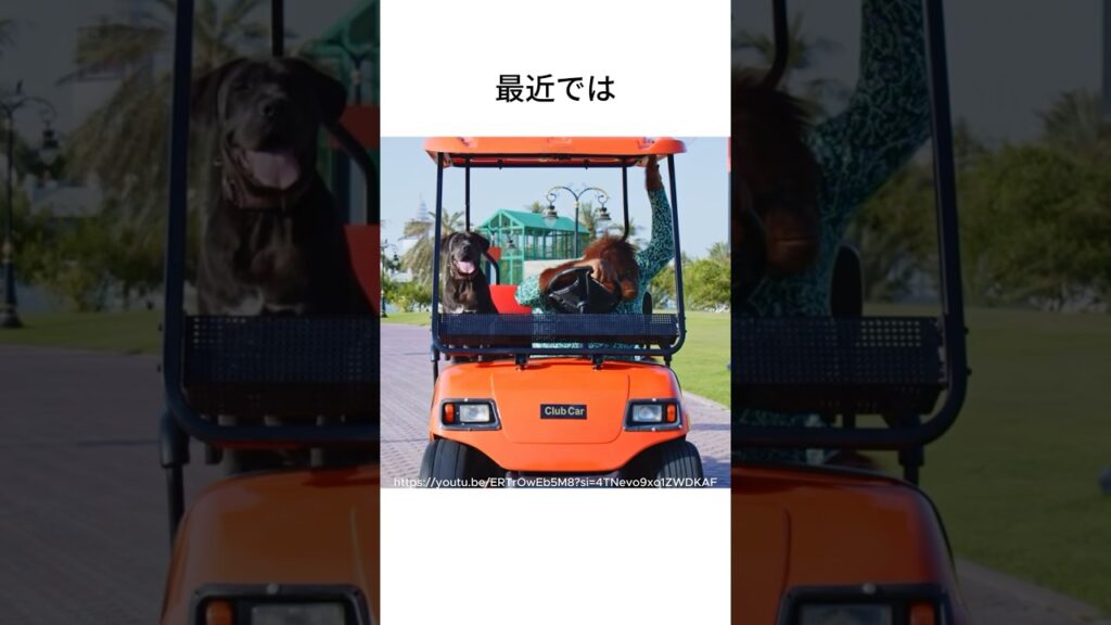 運転するオラウータン #動物雑学 #癒し #可愛い