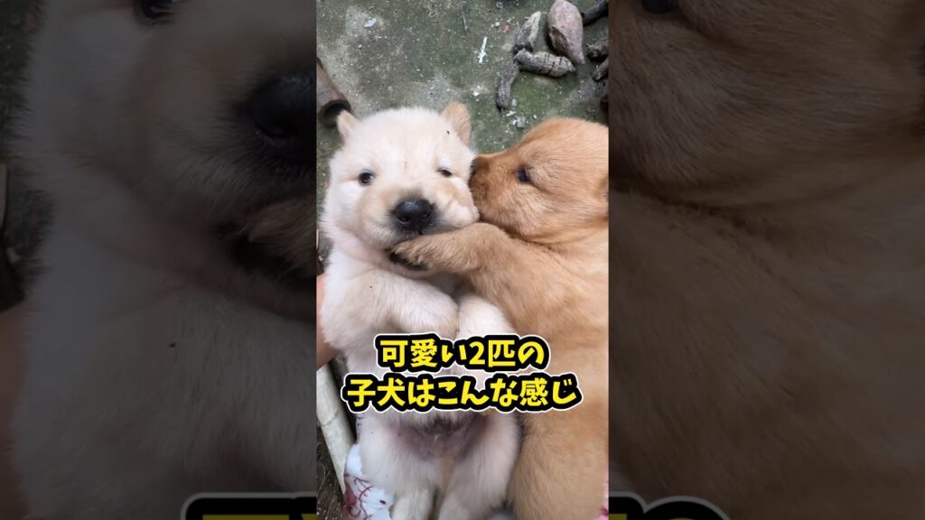 仕事で疲れたお前らに贈る笑いと癒しの子犬5選ww　#子犬 #笑える #癒し #子犬のいる生活 #子犬のいる暮らし