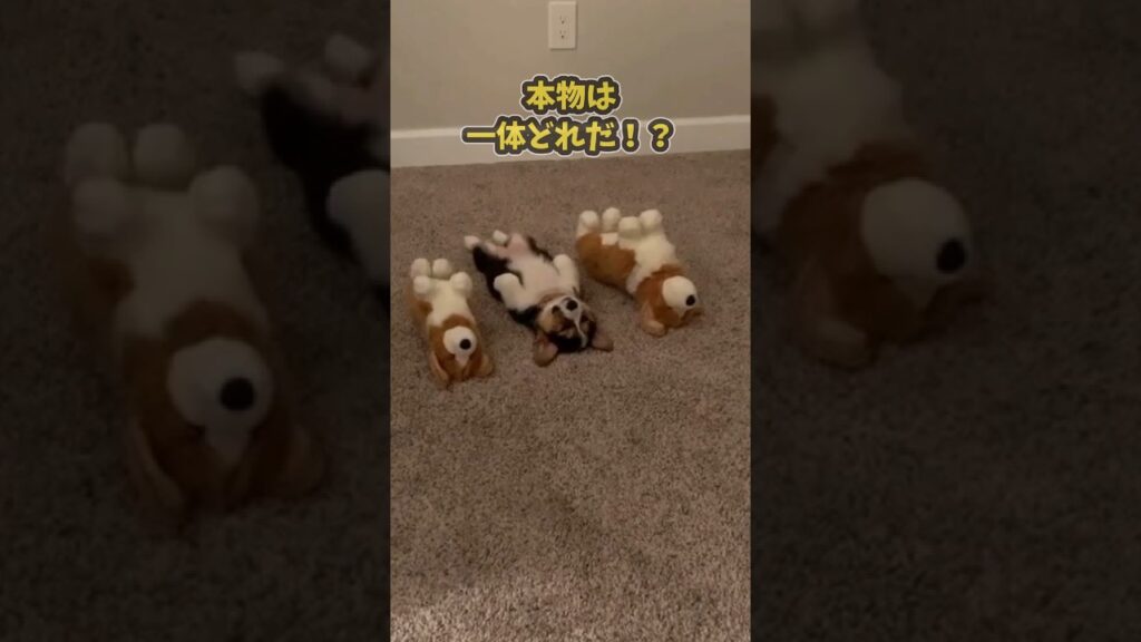 仕事で疲れたお前らに贈る笑いと癒しのコーギーパピー5選ww　#子犬 #コーギー #笑える #癒し #コーギーのいる暮らし #子犬のいる生活