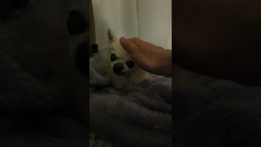 【認知症と闘う18歳のチワワ】愛しい時間 #チワワ #チワワちゃん #癒し #犬のいる生活 #トイプードル #愛犬 #shorts