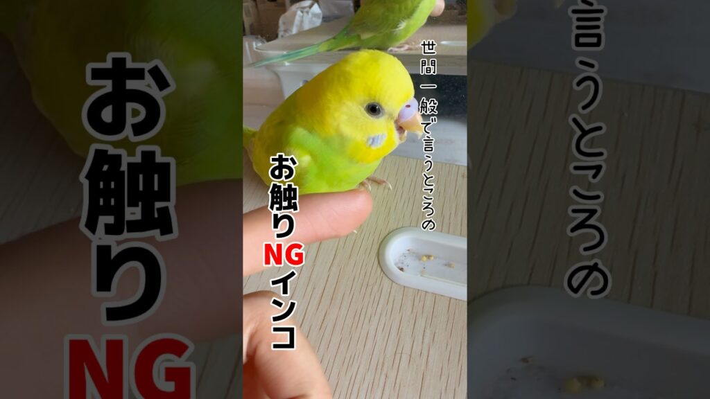 触れないインコと遊ぶ方法 #セキセイインコ #インコ #インコ兄弟 #癒し #かわいい #bird #birds #budgies #parakeet #追いかけっこ #shorts