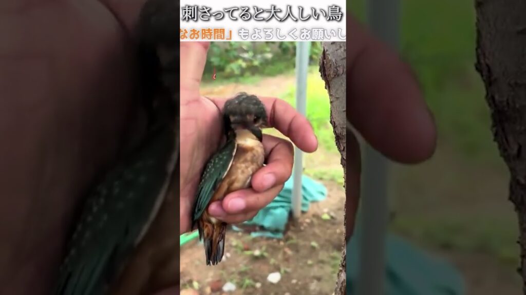 鳥のおもしろ動画にツッコミどころ満載なアフレコしてみた＃290【お助け】【ハプニング映像】#shorts　#アフレコ #面白動画
