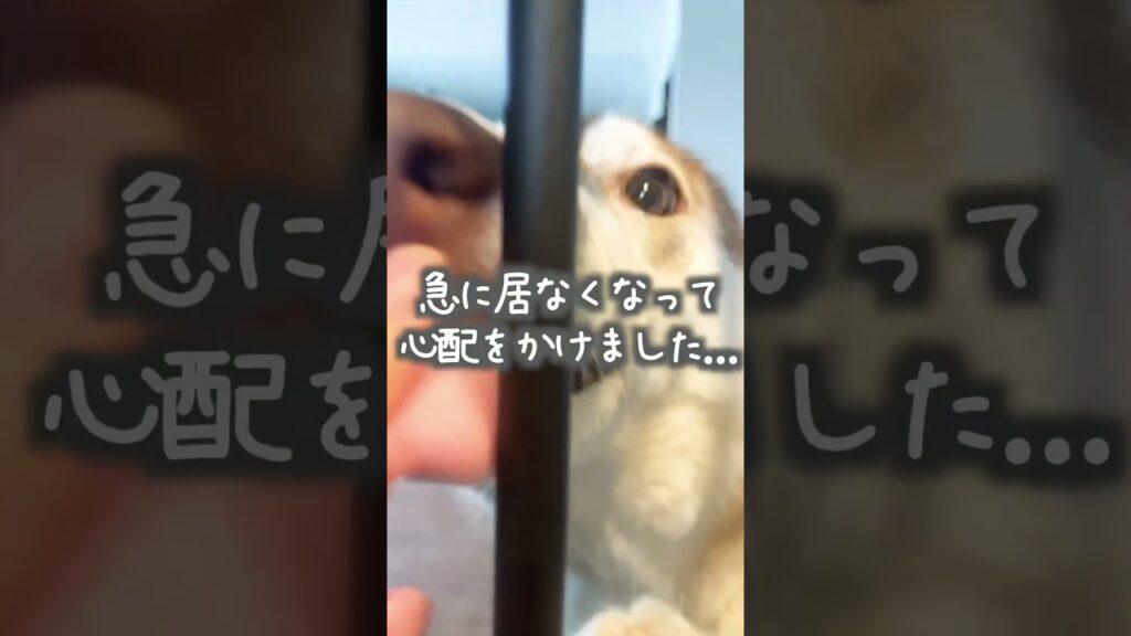 退院後に愛犬と再会したら…                  #シベリアンハスキー #犬 #かわいい #癒し