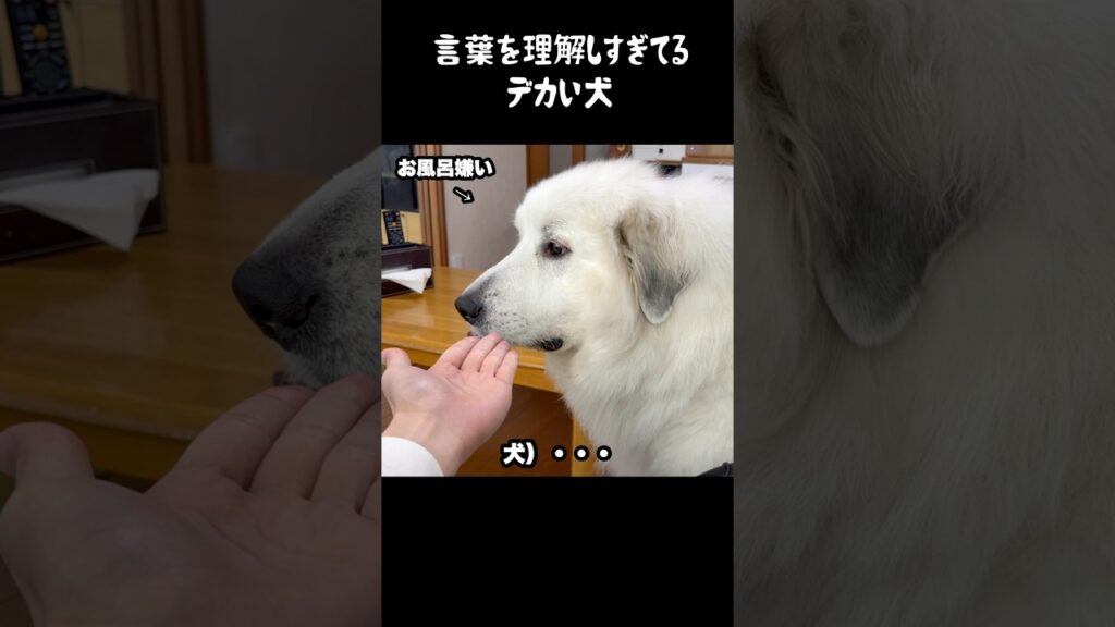 言葉を理解しすぎてる愛犬　#グレートピレニーズ #犬のいる生活 #大型犬のいる生活 #大型犬 #greatpyrenees #ペット #癒し #愛犬 #ゴールデンレトリバー #子犬