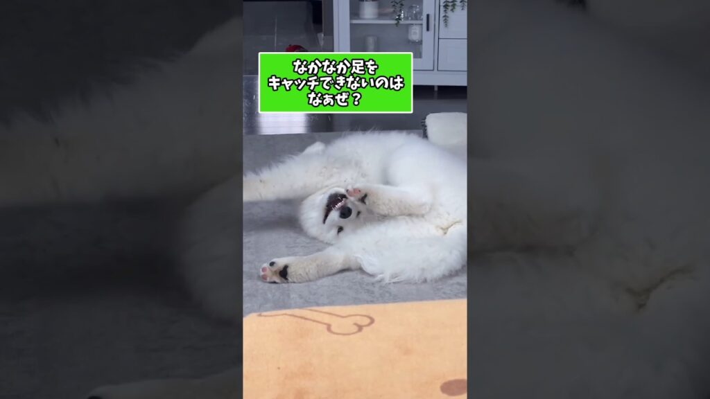 仕事で疲れたお前らに贈る笑いと癒しのサモエド5選ww　#サモエド #笑える #癒し #大型犬のいる生活 #大型犬のいる暮らし #元気になる動画