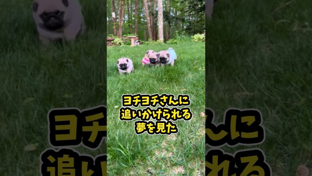 仕事で疲れたお前らに贈る笑いと癒しのワンちゃん5選ww　#犬 #笑える #癒し #犬のいる生活 #犬のいる暮らし #元気の出る動画