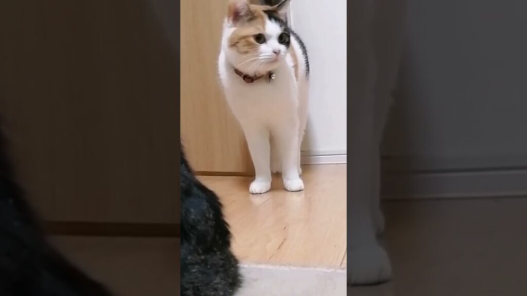 飼主が仕事サボったと伝えなきゃ!! 簡単に告げ口＆密告する地獄のネコ軍団Σ(ﾟДﾟ) #short #cat #猫 #癒し #ねこのいる生活 #三毛猫 #日本猫