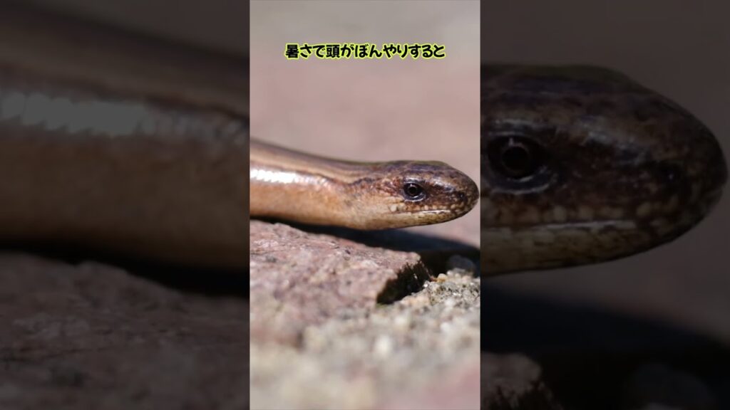 “永遠の象徴”ウロボロスが実在したらこうなった…錯乱したヘビの結末が悲しすぎた…ヘビのおもしろい生態雑学