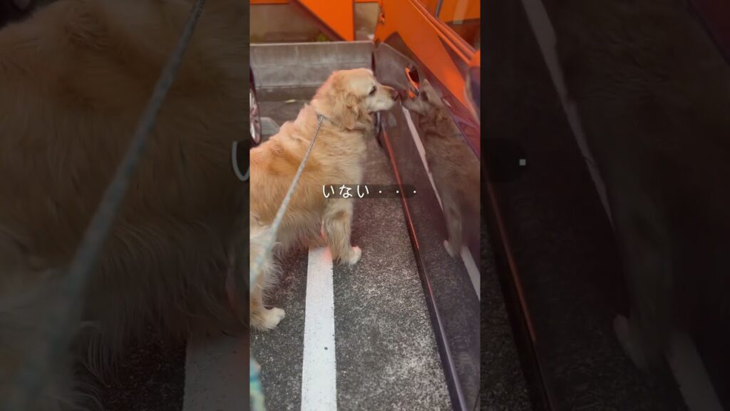 いつでも待ってる#ゴールデンレトリバー #お父ちゃん大好き#癒し #癒し #隠れ家カフェ#shorts