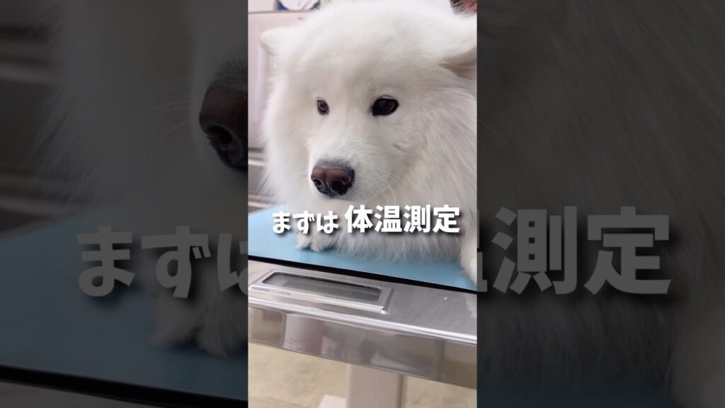 診察室でモフモフすぎてお尻が見つからなかったサモエド #samoyed #サモエド #癒し
