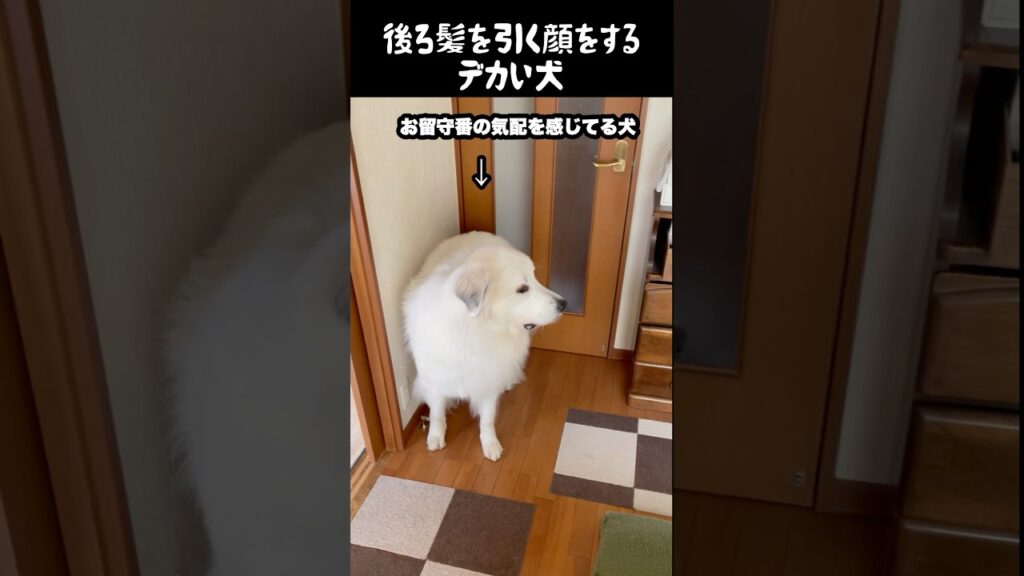 外出をためらわせる顔する愛犬　#グレートピレニーズ #犬のいる生活 #大型犬のいる生活 #大型犬 #greatpyrenees #癒し #ペット #愛犬 #ゴールデンレトリバー #大型犬と暮らす