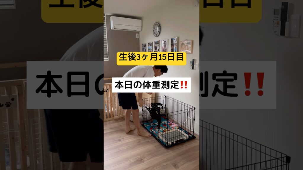 本日の体重測定‼️#フレンチブルドッグ #フレブル #犬のいる生活 #癒し #frenchbulldog #shorts#癒し #ペット #愛犬