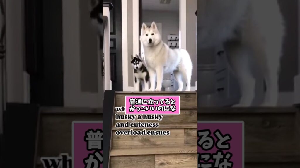 仕事で疲れたお前らに贈る笑いと癒しのハスキー5選ww　#ハスキー #笑える #癒し #大型犬のいる生活 #大型犬のいる暮らし #元気になる動画