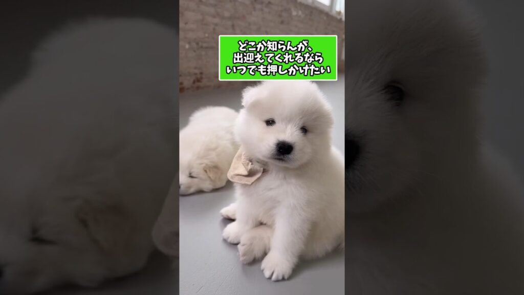 仕事で疲れたお前らに贈る笑いと癒しのサモエドパピー5選ww　#サモエド子犬 #笑える #癒し #子犬のいる生活 #子犬のいる暮らし #元気になる動画