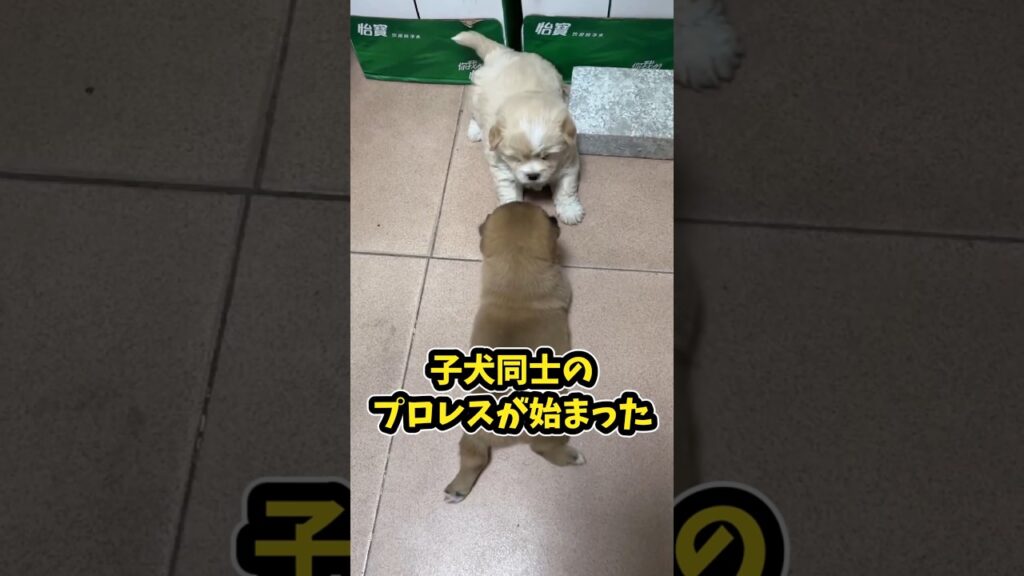 仕事で疲れたお前らに贈る笑いと癒しの子犬5選ww　#子犬 #笑える #癒し #子犬のいる生活 #子犬のいる暮らし #元気になる動画