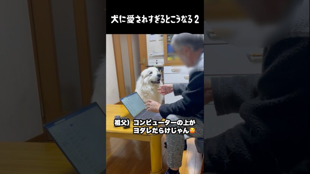 祖父至上主義すぎる愛犬2 #グレートピレニーズ #犬のいる生活 #犬のいる暮らし #大型犬のいる生活 #大型犬 #greatpyrenees #ペット #癒し #愛犬 #ゴールデンレトリバー