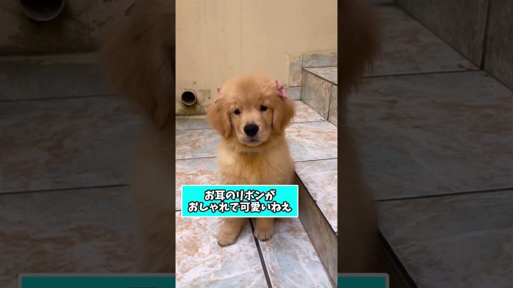 仕事で疲れたお前らに贈る笑いと癒しのゴールデンパピー5選ww　#ゴールデンレトリーバー子犬 #笑える #癒し #子犬のいる生活 #子犬のいる暮らし #元気になる動画