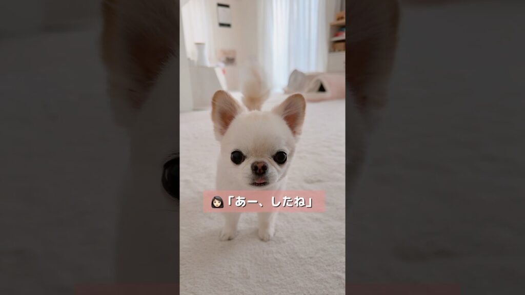 おしっこしたって言わなくちゃ！の兄妹犬。  #癒し #チワワ #ほのぼの #日常 #ほっこり #多頭飼い #幸せ