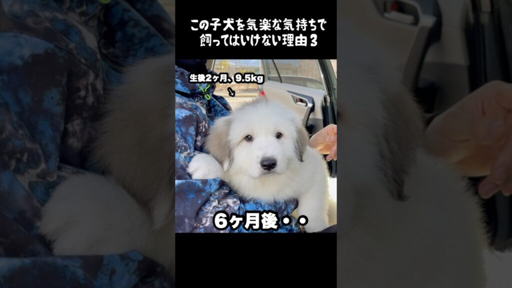 予想以上の成長をした子犬3　#グレートピレニーズ #犬のいる生活 #大型犬のいる生活 #大型犬 #greatpyrenees #癒し #ゴールデンレトリバー #ペット #愛犬 #可愛い