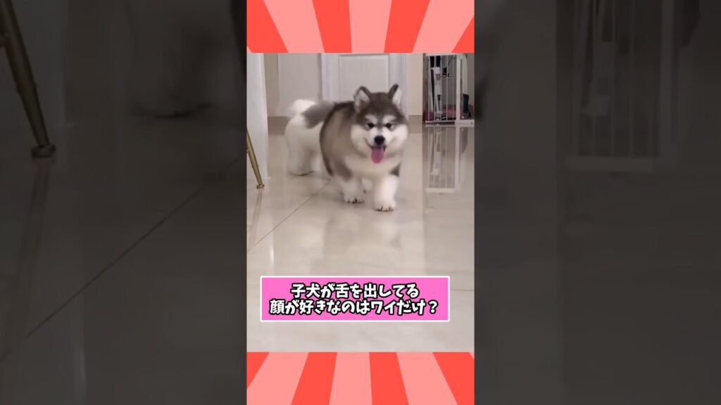 仕事で疲れたお前らに贈る笑いと癒しの子犬5選ww　#子犬 #笑える #癒し #子犬のいる生活 #子犬のいる暮らし #元気になる動画