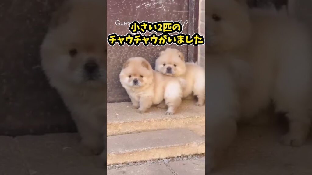 仕事で疲れたお前らに贈る笑いと癒しのチャウチャウパピー5選ww　#子犬 #笑える #癒し #チャウチャウ #元気になる動画 #ペットのいる生活
