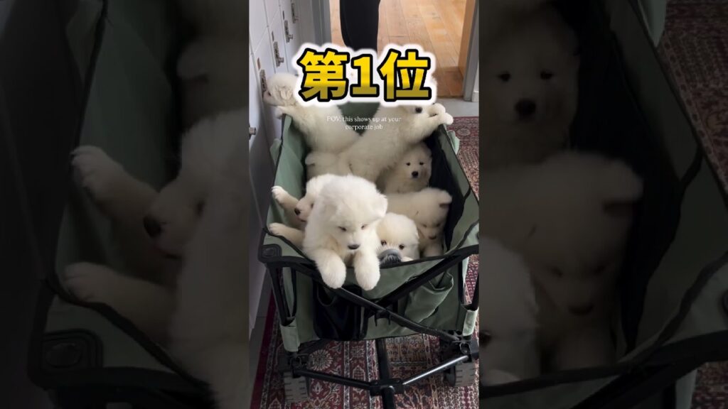 仕事で疲れたお前らに贈る笑いと癒しの子犬5選ww　#子犬 #笑える #癒し #子犬のいる生活 #子犬のいる暮らし #元気になる動画