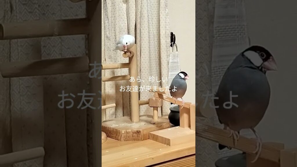 【最近仲良しな2人】#癒し #文鳥 #日常vlog #javasparrow #かわいい #あそび #仲良し #隙間時間 #休憩