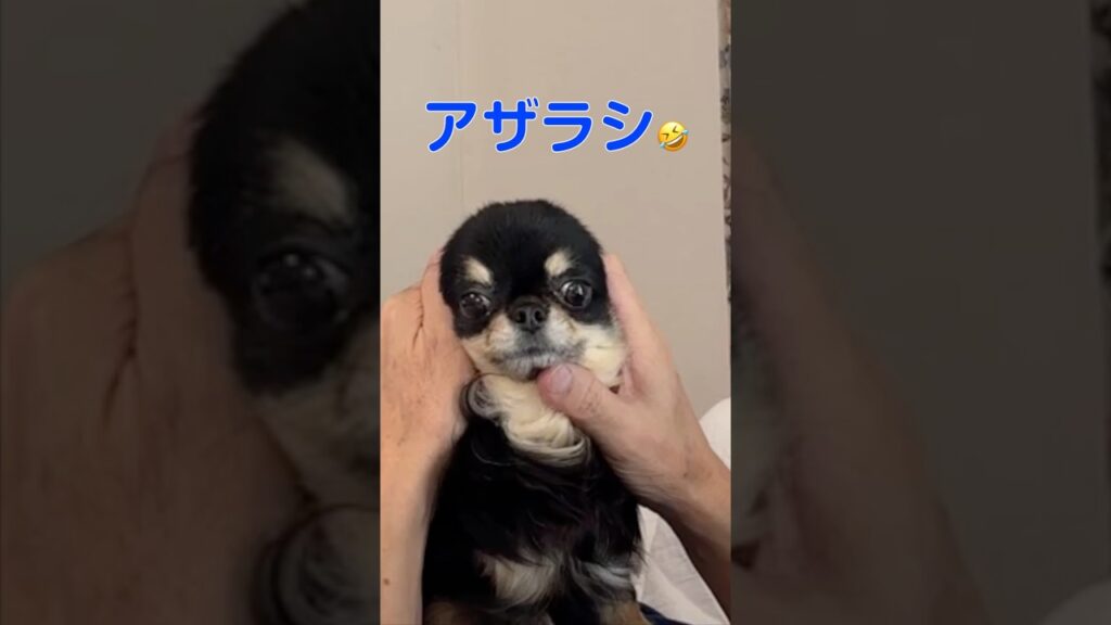 アザラシの子供に見えませんか❓ #shorts #癒し #犬のいる生活