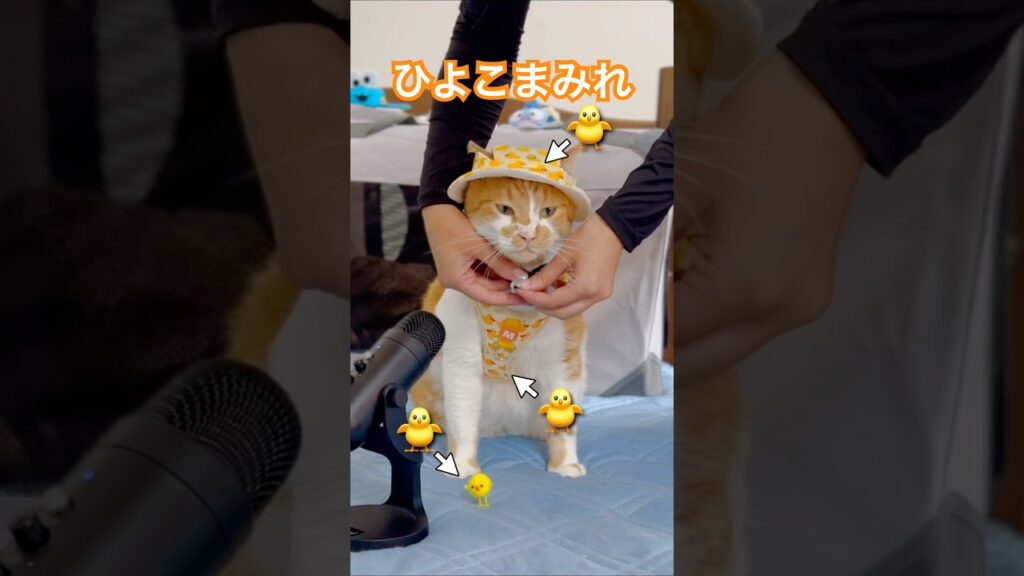 ひよこまみれだにゃ🐈 #cat #もんちゃん #ネコ #かわいい#癒し#お散歩する猫#元野良猫#保護猫#猫の帽子