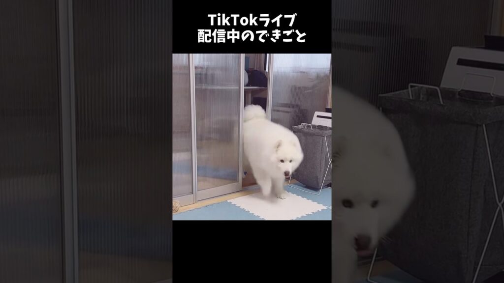 生配信中にサモエドが引きこもっていた理由が可愛い #samoyed #tiktok #サモエド #癒し