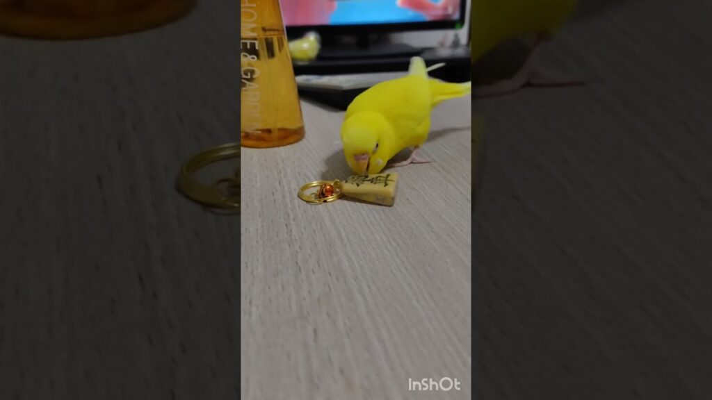 異様なテンションのトリに戸惑う主