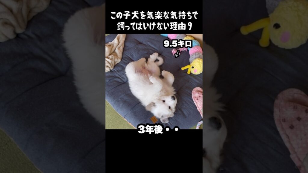 予想以上の成長をした子犬9 #greatpyrenees #癒し #大型犬のいる生活 #大型犬 #グレートピレニーズ #犬のいる生活 #可愛い #愛犬 #ペット #大型犬と暮らす